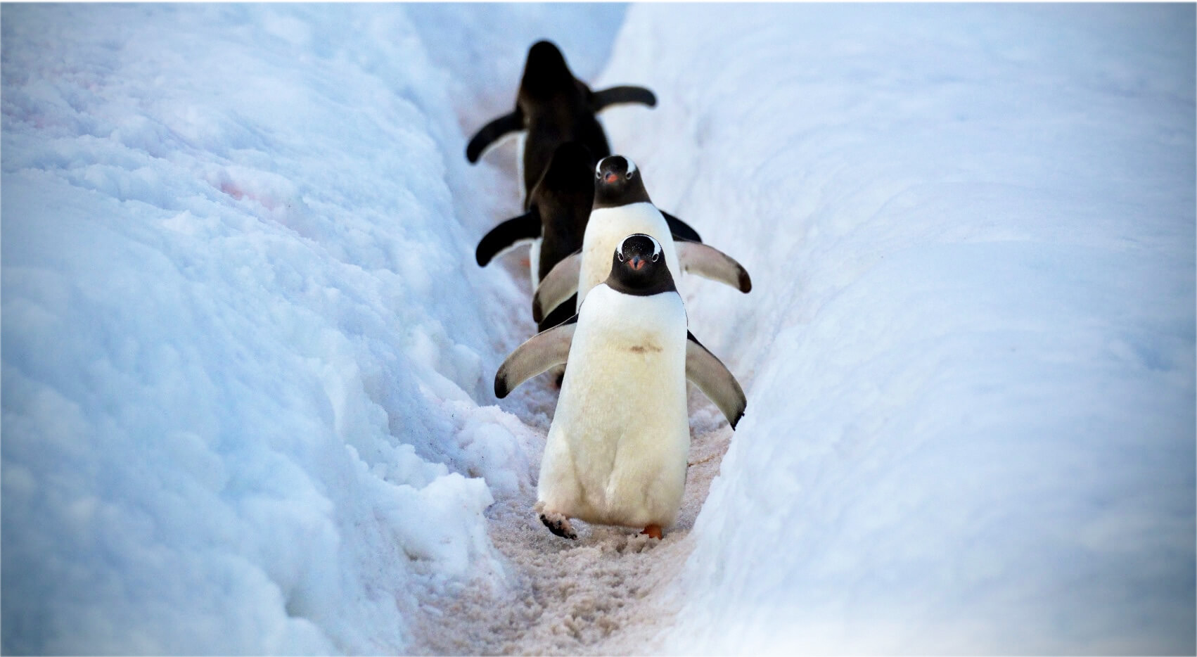 Antarctica