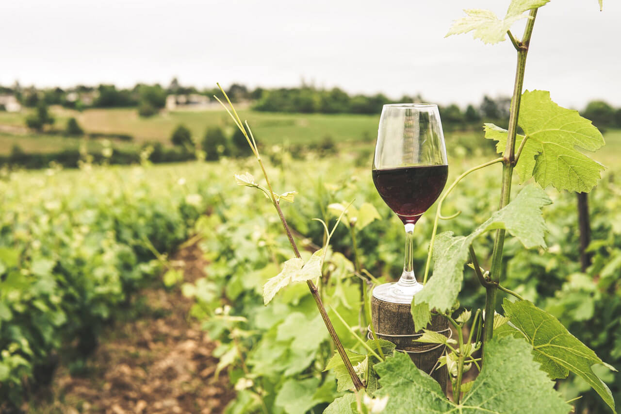 Chianti Winery Visit