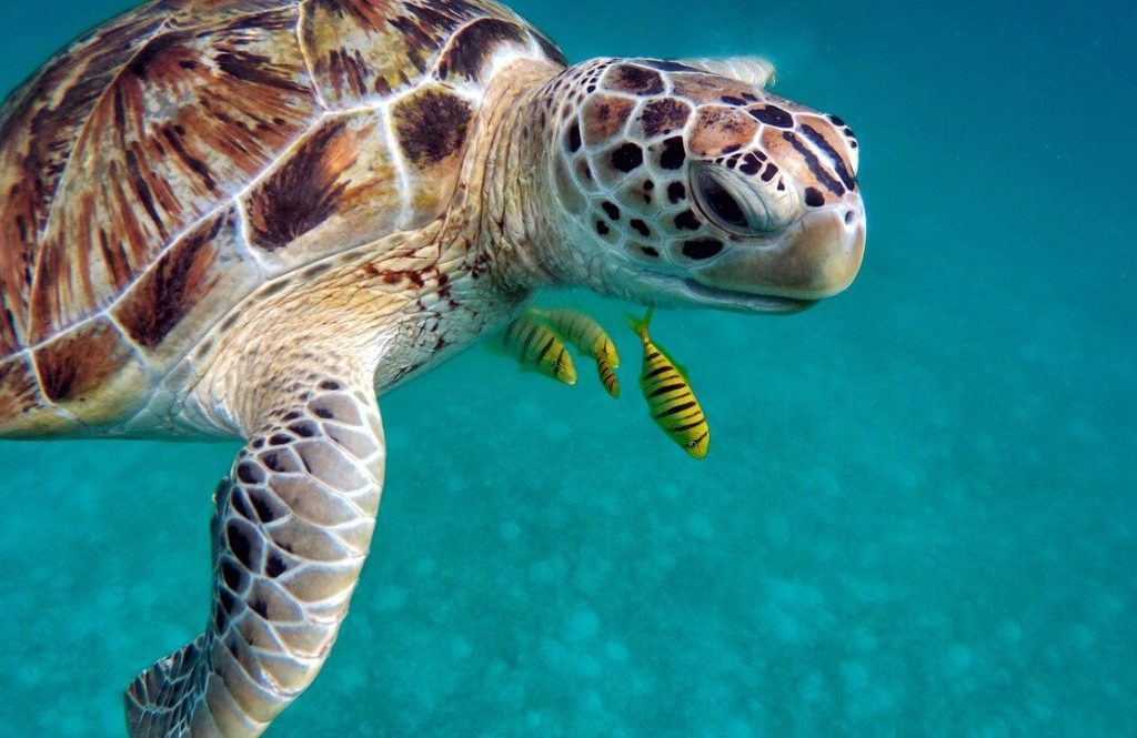 Snorkeling